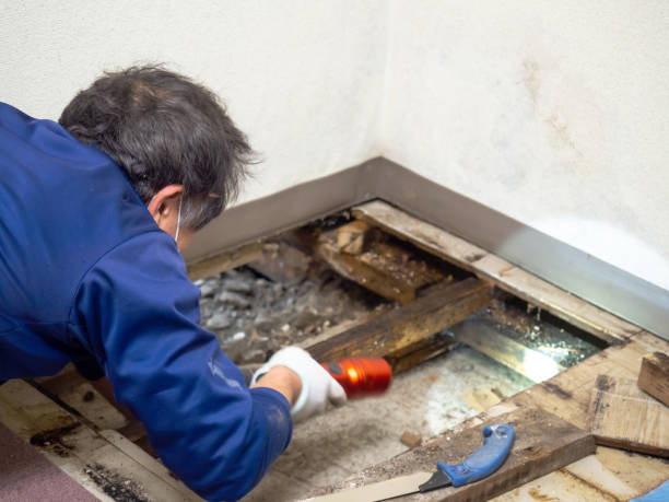 Best Health and Safety Mold Remediation in Hamshire, TX