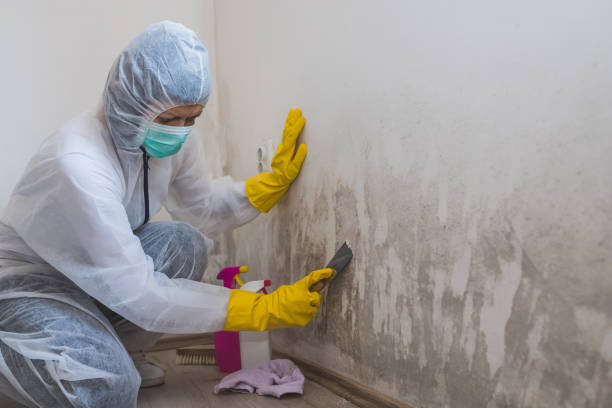Best Insurance-Related Mold Remediation in Hamshire, TX