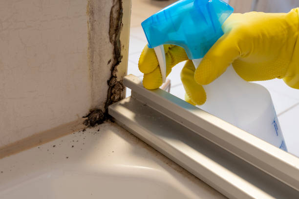 Best Black Mold Remediation in Hamshire, TX