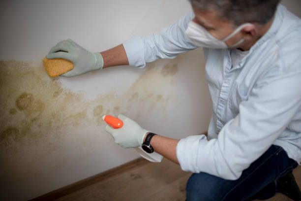 Best Preventive Mold Services in Hamshire, TX