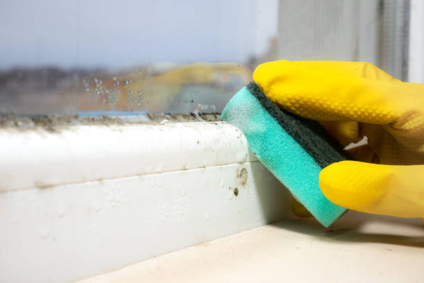 Best Crawl Space Mold Remediation in Hamshire, TX