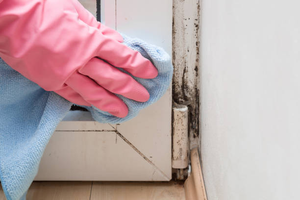 Best Localized Mold Remediation (e.g., coastal areas, humid climates) in Hamshire, TX